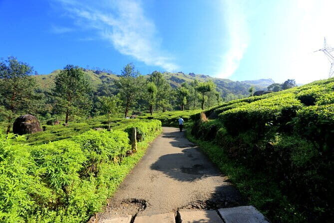 12 Hours Private Munnar Tour from Kochi - Kochi to Munnar: an early start and a road trip with views