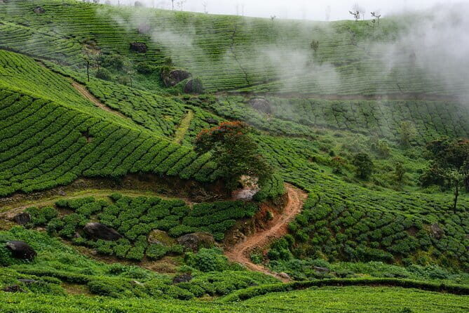 12 Hours Private Munnar Tour from Kochi - Tea gardens and the guided tea-hills trek: walking through the real thing
