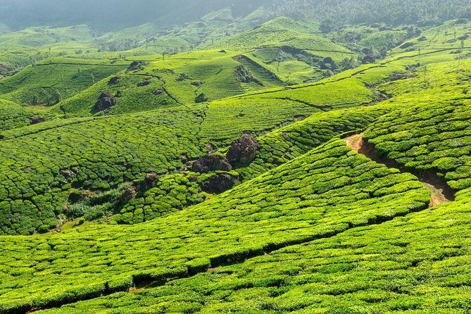 2 Nights Misty Munnar Sightseeing (Private Tour with Car) - Iris Holidays - Price and Value: Is $115+ per Person Fair for a Private Tour?