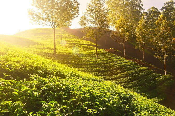 3 Nights Private Kerala Premium Package by Sanguine Holidays - Day 4 Fort Kochi heritage: nets, churches, synagogues, and a palace