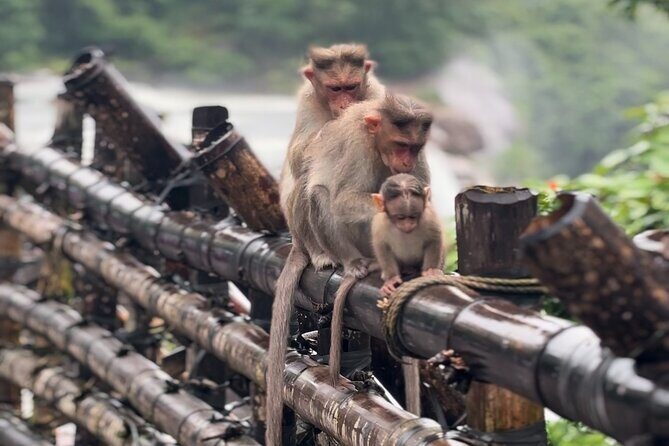 Athirappilly Waterfalls Day Trip from Kochi with Transfers - Key things I’d plan around