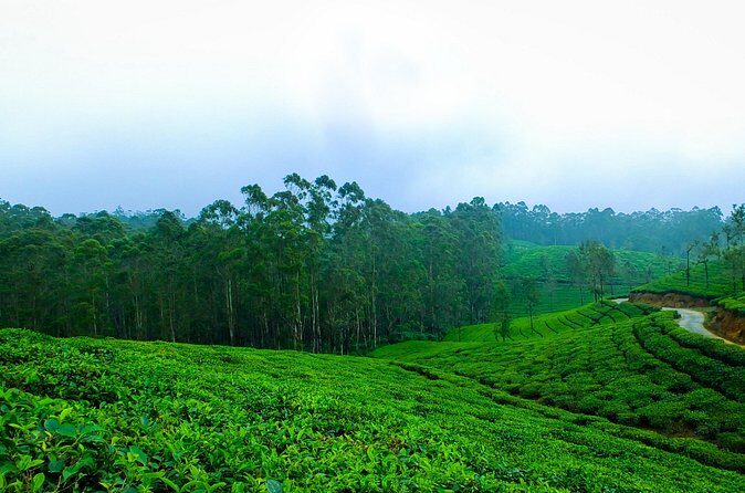 Kerala 6 Day Tour Munnar Thekkady Alleppey Kovalam Beaches - Day 5 Kovalam Beaches, Sea Breezes, and Optional Ayurveda