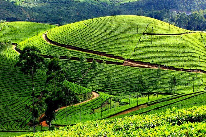 Private Day Trip to Munnar from Kochi (Cochin) - The drive up the mountains: Cheeyappara and Valara breaks
